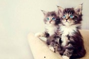 娱乐吃瓜小猫咪视频下载